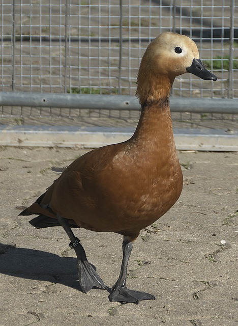 借鉴